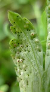 Attēlu rezultāti vaicājumam “Tranzschelia pruni-spinosae”