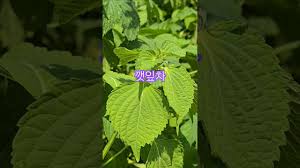 Image result for 깱깲깳깴깵깶깷깺깾깿꺀꺁꺂꺃꺆꺇꺈꺉꺊꺋꺍꺎꺏꺐