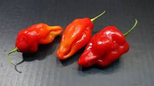 Afbeeldingsresultaat voor aji dulce sweet pepper