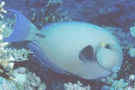 Image result for Acanthurus blochii