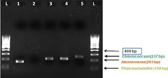 Attēlu rezultāti vaicājumam “Heteromurus nitidus”