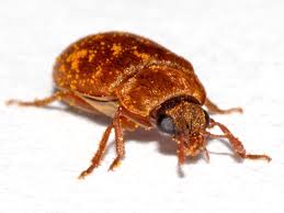 Attēlu rezultāti vaicājumam “Byturus ochraceus”