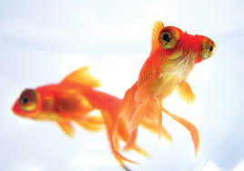 Image result for Pastures Company Of Archers, Mickleover, Derby