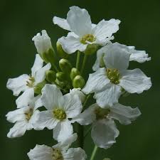 Attēlu rezultāti vaicājumam “Armoracia rusticana bud”