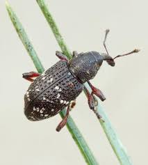 Attēlu rezultāti vaicājumam “Hylobius pinastri”