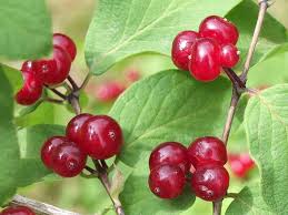 Attēlu rezultāti vaicājumam “Lonicera xylosteum fruit”