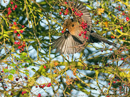 Attēlu rezultāti vaicājumam “Turdus merula female”