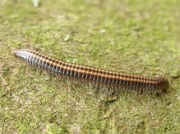 Attēlu rezultāti vaicājumam “Ommatoiulus sabulosus”