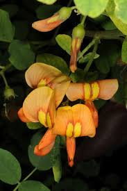 Image result for Colutea x media (arborescens x orientalis)