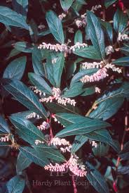 Attēlu rezultāti vaicājumam “Gaultheria cuneata”