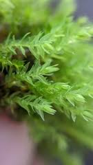 Attēlu rezultāti vaicājumam “Pohlia wahlenbergii sporophyte”