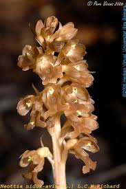 Attēlu rezultāti vaicājumam “Neottia nidus-avis bud”