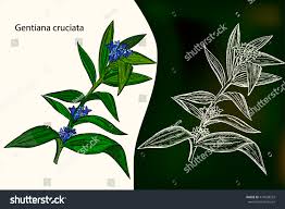 Attēlu rezultāti vaicājumam “Gentiana cruciata”