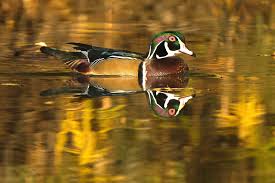 「ラブライナ・ワーズワース ワイルドアームズ クロスファイア」の画像検索結果