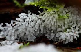 Attēlu rezultāti vaicājumam “Ceratiomyxa fruticulosa”