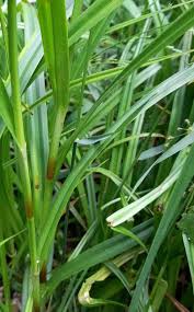 Attēlu rezultāti vaicājumam “Scirpus sylvaticus fruit”