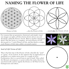 Image result for life flower