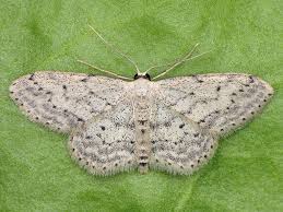 Attēlu rezultāti vaicājumam “Idaea seriata”