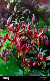 Image result for Lilium martagon `Arabian Night`