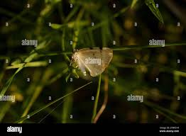 Attēlu rezultāti vaicājumam “Lomographa bimaculata”