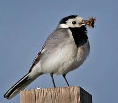 Image result for Motacilla alba