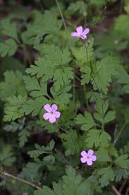 Attēlu rezultāti vaicājumam “Geranium robertianum flower”