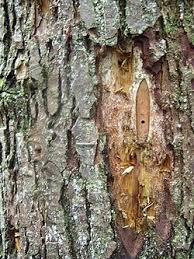 Attēlu rezultāti vaicājumam “Lymexylidae”