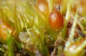 Attēlu rezultāti vaicājumam “Pleuridium subulatum”