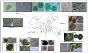 Attēlu rezultāti vaicājumam “Nostoc commune cells”