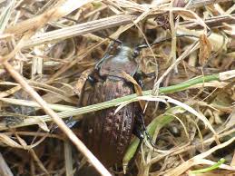 Attēlu rezultāti vaicājumam “Carabus granulatus”