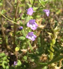 Attēlu rezultāti vaicājumam “Acinos arvensis flower”