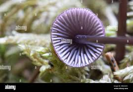 Attēlu rezultāti vaicājumam “Mycena purpureofusca”
