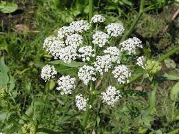 Attēlu rezultāti vaicājumam “Sium latifolium”