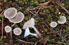 Attēlu rezultāti vaicājumam “Cantharellula umbonata”