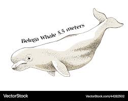 Image result for Delphinapterus leucas