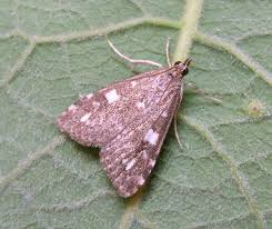 Attēlu rezultāti vaicājumam “Udea olivalis”