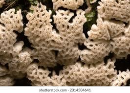 Attēlu rezultāti vaicājumam “Ceratiomyxa porioides spores”