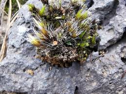 Attēlu rezultāti vaicājumam “Lamprospora tortulae-ruralis”