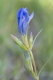 Attēlu rezultāti vaicājumam “Gentiana pneumonanthe”