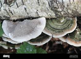 Attēlu rezultāti vaicājumam “Cerrena unicolor”