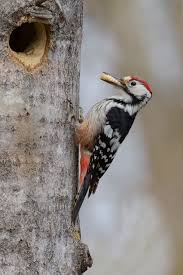 Attēlu rezultāti vaicājumam “Dendrocopos leucotos male”