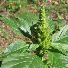 Attēlu rezultāti vaicājumam “Amaranthus retroflexus leaf”