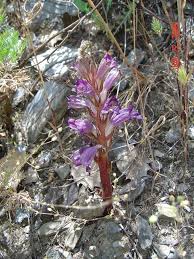 Attēlu rezultāti vaicājumam “Orobanchaceae”