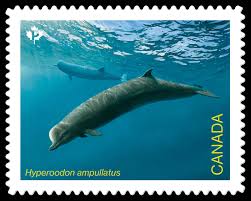 Image result for Hyperoodon ampullatus