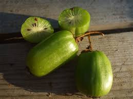 Attēlu rezultāti vaicājumam “Actinidia kolomikta fruit”