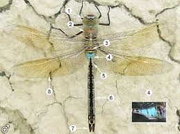 Attēlu rezultāti vaicājumam “Anax parthenope”