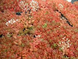 Image result for Sedum album `Coral Carpet`