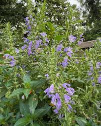 Image result for Dracocephalum moldavicum