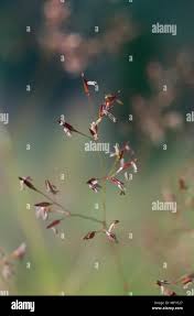 Attēlu rezultāti vaicājumam “Agrostis capillaris”