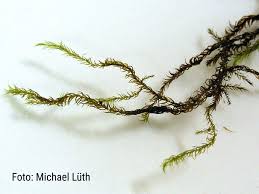 Attēlu rezultāti vaicājumam “Hamatocaulis lapponicus”